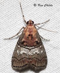 Attēlu rezultāti vaicājumam “Pyralididae”