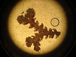 Attēlu rezultāti vaicājumam “Cephaloziella hampeana”