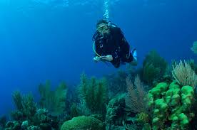 Image result for Dermatolepis inermis