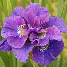 Attēlu rezultāti vaicājumam “Iris sibirica”