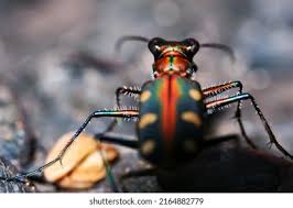 Attēlu rezultāti vaicājumam “Cicindela sylvatica imago”