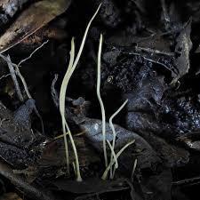 Attēlu rezultāti vaicājumam “Macrotyphula juncea”