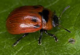 Attēlu rezultāti vaicājumam “Gonioctena viminalis”