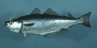 Image result for Pollachius pollachius