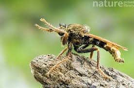 Attēlu rezultāti vaicājumam “Asilus crabroniformis”