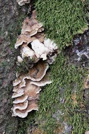 Attēlu rezultāti vaicājumam “Antrodiella semisupina”