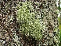 Attēlu rezultāti vaicājumam “Usnea subfloridana”