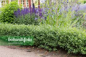 Attēlu rezultāti vaicājumam “Ligustrum vulgare”