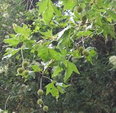 Attēlu rezultāti vaicājumam “Platanus x hispanica (syn. Platanus x acerifolia)”