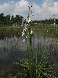 Attēlu rezultāti vaicājumam “Lobelia dortmanna”