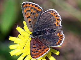 Attēlu rezultāti vaicājumam “Lycaena tityrus underside”