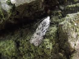 Attēlu rezultāti vaicājumam “Carpatolechia proximella”