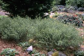 Attēlu rezultāti vaicājumam “Betula nana flower”