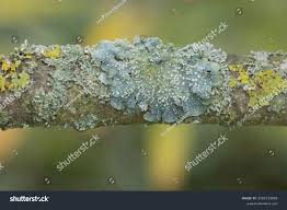 Attēlu rezultāti vaicājumam “Punctelia subrudecta”