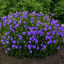 Image result for Campanula moesiaca