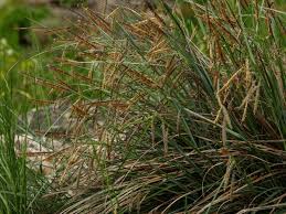 Attēlu rezultāti vaicājumam “Carex pseudocyperus female flower”