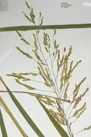 Attēlu rezultāti vaicājumam “Leersia oryzoides”