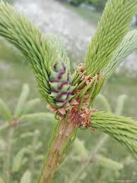 Attēlu rezultāti vaicājumam “Sacchiphantes abietis”