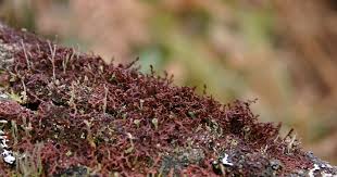 Attēlu rezultāti vaicājumam “Frullania tamarisci macro”