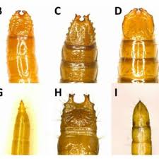 Attēlu rezultāti vaicājumam “Cidnopus aeruginosus”