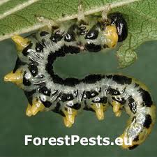 Attēlu rezultāti vaicājumam “Ceruchus chrysomelinus larva”