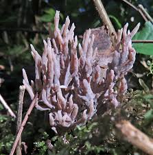 Attēlu rezultāti vaicājumam “Clavulinopsis cinerioides”