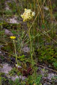 Attēlu rezultāti vaicājumam “Helichrysum arenarium flower”