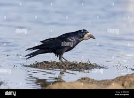 Attēlu rezultāti vaicājumam “Corvus frugilegus adult”