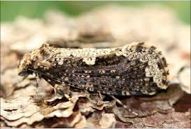 Attēlu rezultāti vaicājumam “Scardia boletella”