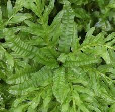 Attēlu rezultāti vaicājumam “Plagiomnium undulatum”