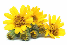 Attēlu rezultāti vaicājumam “Arnica montana”