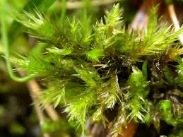 Attēlu rezultāti vaicājumam “Tomentypnum nitens”