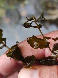 Attēlu rezultāti vaicājumam “Potamogeton perfoliatus leaf”