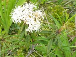 Attēlu rezultāti vaicājumam “Ledum palustre leaf”