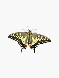 Attēlu rezultāti vaicājumam “Papilio machaon”