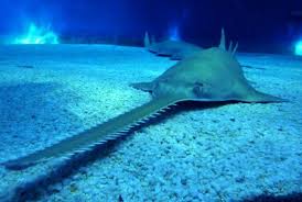 Image result for Pristis pectinata