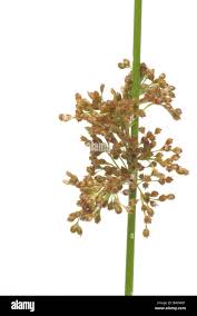 Attēlu rezultāti vaicājumam “Juncus capitatus fruit”