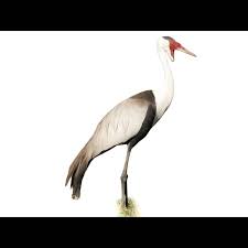 Attēlu rezultāti vaicājumam “Grus grus eggs”