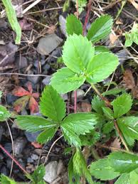 Attēlu rezultāti vaicājumam “Fragaria vesca leaf”