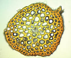 Attēlu rezultāti vaicājumam “Didymodon tophaceus sporophyte”