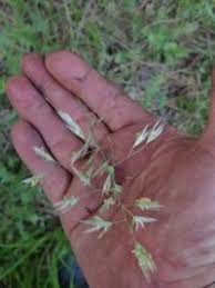 Attēlu rezultāti vaicājumam “Helictotrichon pubescens”