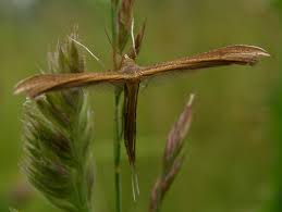 Attēlu rezultāti vaicājumam “Stenoptilia pterodactyla”