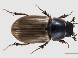 Attēlu rezultāti vaicājumam “Aphodius sp.”