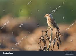 Attēlu rezultāti vaicājumam “Lanius collurio juvenile”