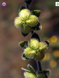 Attēlu rezultāti vaicājumam “Cynoglossum officinale fruit”