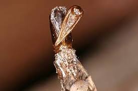 Attēlu rezultāti vaicājumam “Proutia betulina”