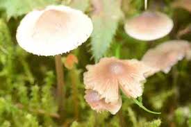 Attēlu rezultāti vaicājumam “Mycena amicta”