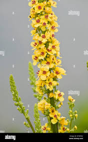 Image result for Verbascum nigrum