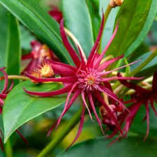 Attēlu rezultāti vaicājumam “Taxus baccata female flower”