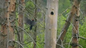 Attēlu rezultāti vaicājumam “Dryocopus martius nest”